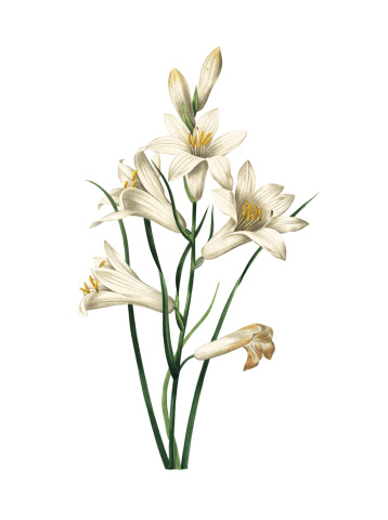 High resolution illustration of a lily, isolated on white background. Engraving by Pierre-Joseph Redoute. Published in Choix Des Plus Belles Fleurs, Paris (1827).