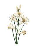istock Lily | Redoubt Flower Illustrations 513320939