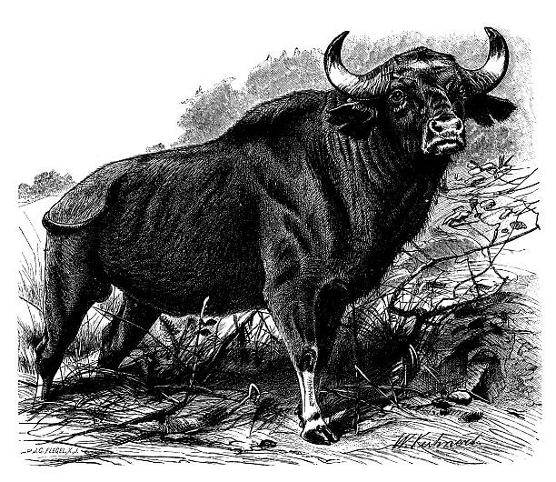 Antique illustration of gaur (Bos gaurus) or Indian bison Antique illustration of gaur (Bos gaurus) or Indian bison gaur stock illustrations