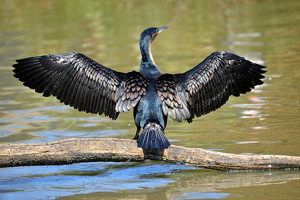 istock White-breasted Cormorant with opened wings 513321078
