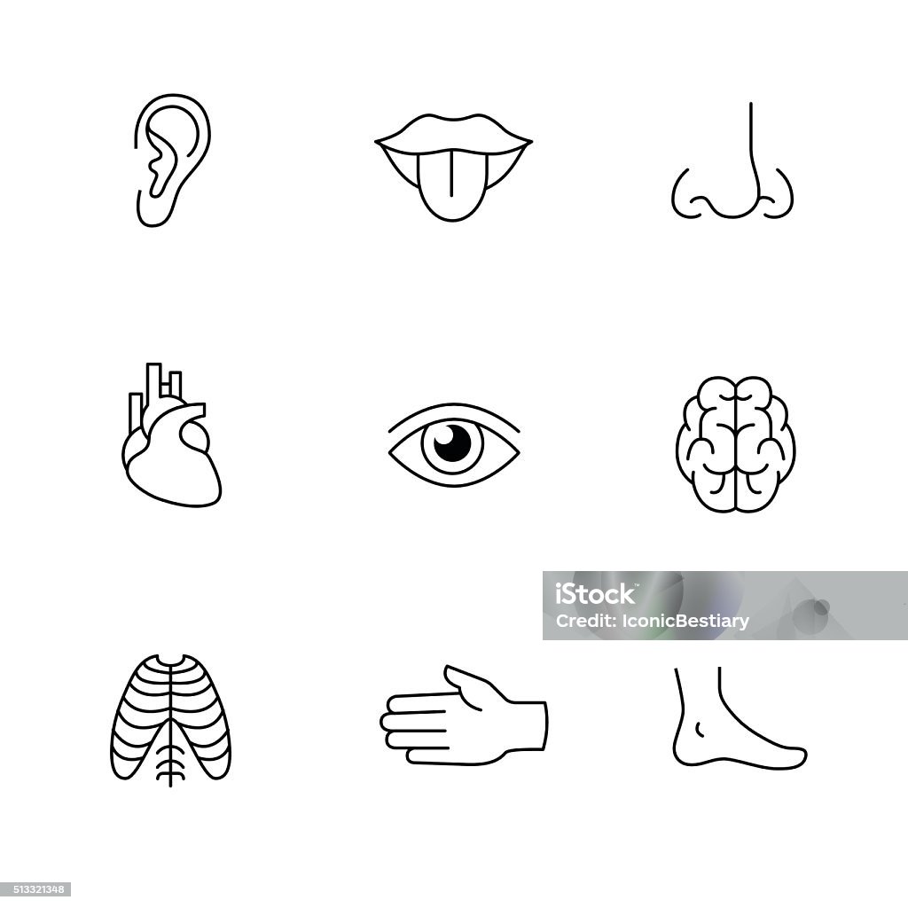 Medizinische Symbole dünne Linie Kunst Satz. Menschlichen Organe - Lizenzfrei Nase Vektorgrafik