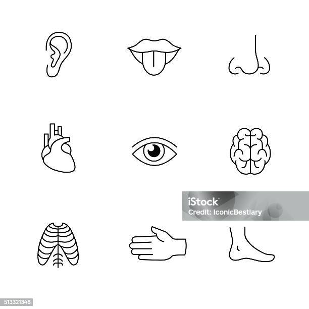 Medizinische Symbole Dünne Linie Kunst Satz Menschlichen Organe Stock Vektor Art und mehr Bilder von Nase
