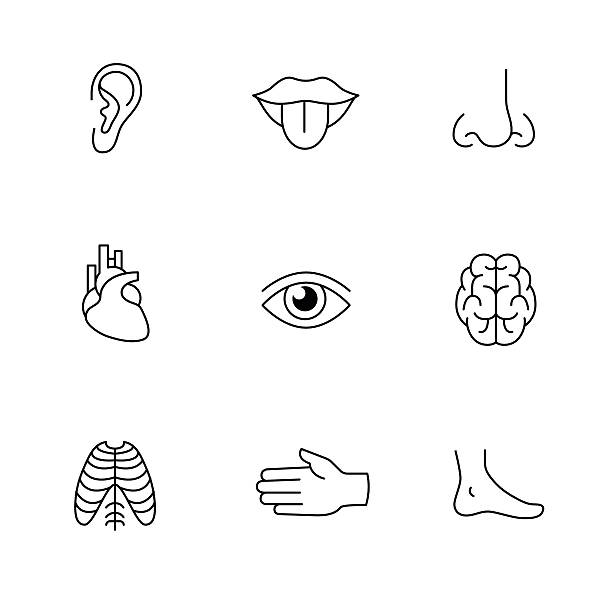 Medical icons thin line art set. Human organs Medical icons thin line art set. Human organs, senses, and body parts. Black vector symbols isolated on white. animal tongue stock illustrations