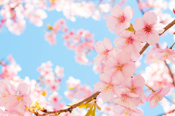 istock Sakura of early flowering 513321514