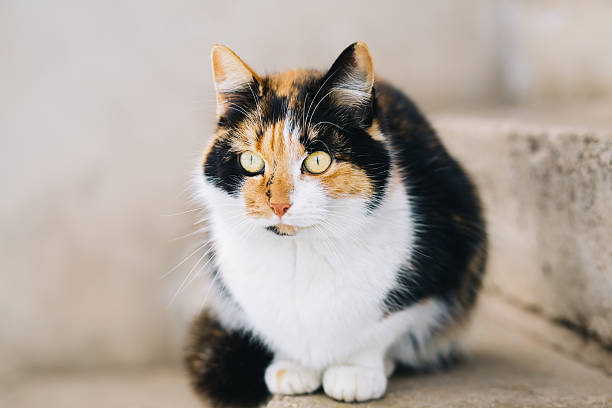 istock Cat waits for master outdoor 513322160
