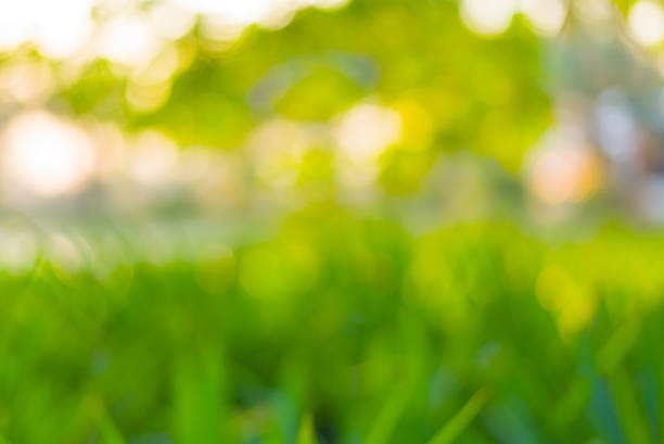 istock Abstract Green bokeh from tree and sunset color background 513323548