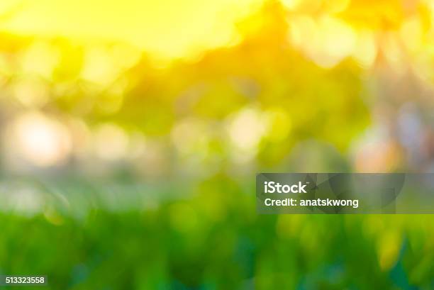 Abstract Green Bokeh From Tree And Sunset Color Background Stock Photo - Download Image Now