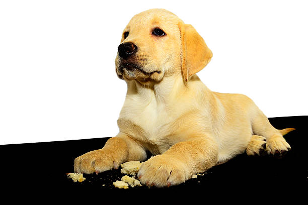 istock Labrador retriever puppy 513324602
