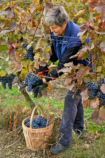 istock Harvesting of grapes in vineyard 513324618
