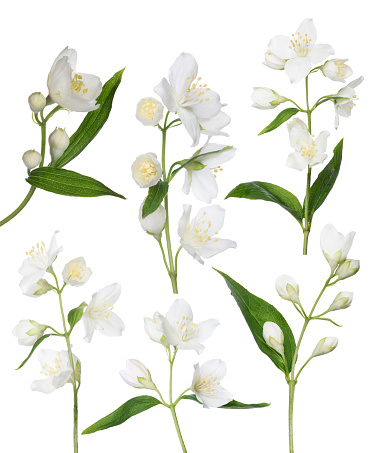 jasmin branches with flowers isolated on white background