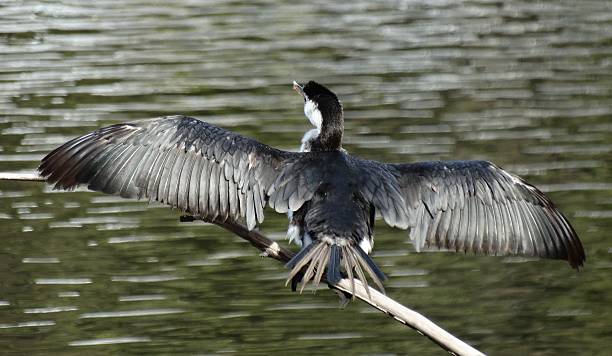 istock Wings Across the Water 513352567