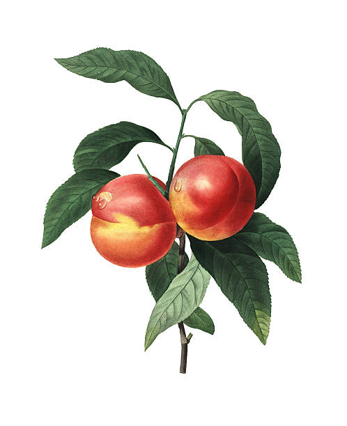 ilustraciones, imágenes clip art, dibujos animados e iconos de stock de melocotón frutas/redoute ilustraciones de flor - fruta ilustraciones