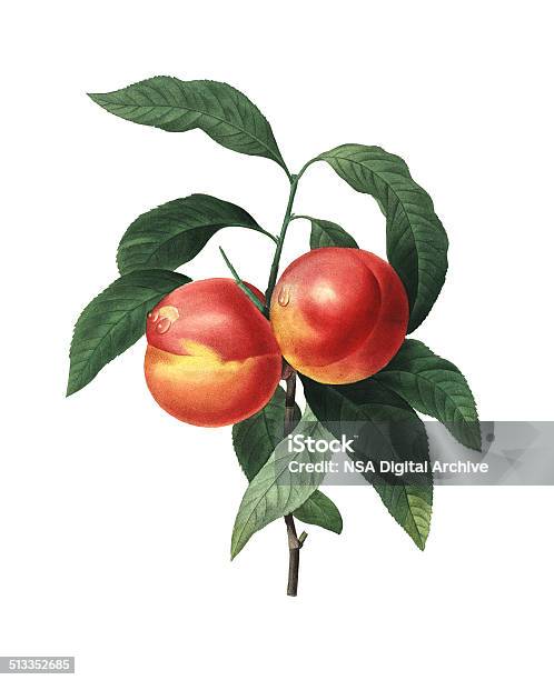 Peach Fruits Redoubt Flower Illustrations Stock Illustration - Download Image Now - Peach, Fruit, Illustration