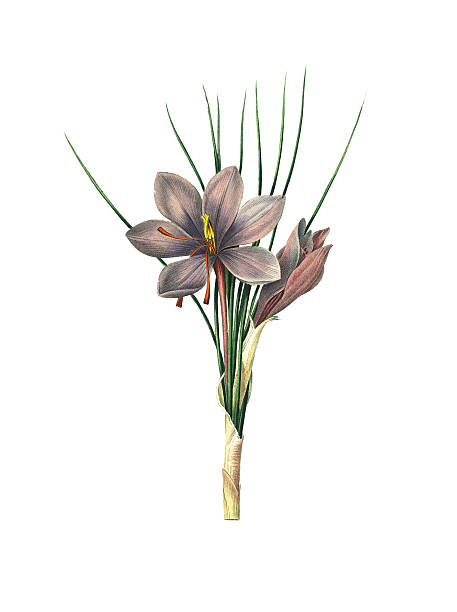 safran krokus blüte illustrationen/"redoute" - crocus blooming flower head temperate flower stock-grafiken, -clipart, -cartoons und -symbole