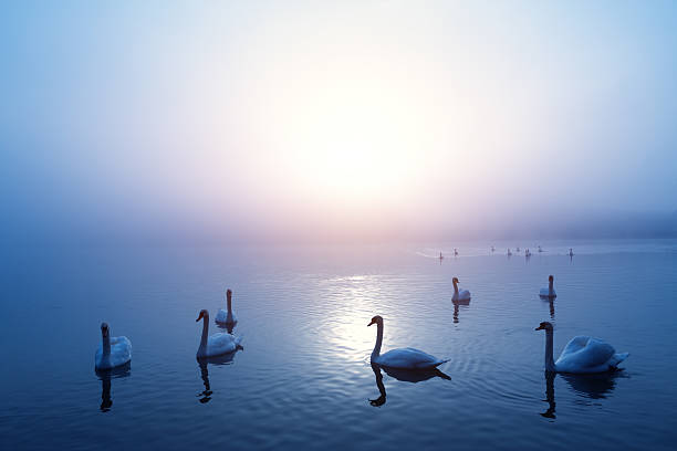 白鳥の湖 - swan bird water fog ストックフォトと画像