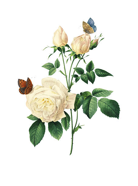 High resolution illustration of a tea rose, isolated on white background. Engraving by Pierre-Joseph Redoute. Published in Choix Des Plus Belles Fleurs, Paris (1827).