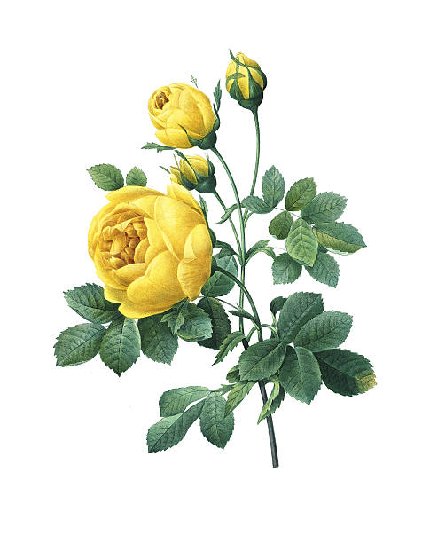 illustrations, cliparts, dessins animés et icônes de rose jaune/redoute fleur illustrations - rose single flower flower stem