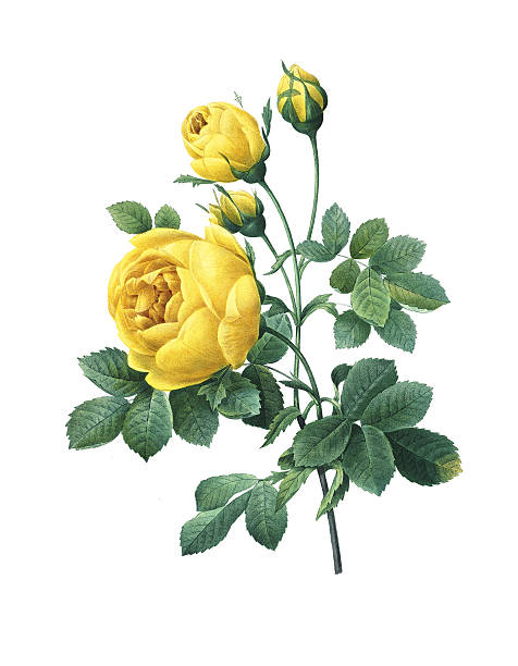 желтая роза/redoute цветок иллюстрации - botany illustration and painting single flower image stock illustrations