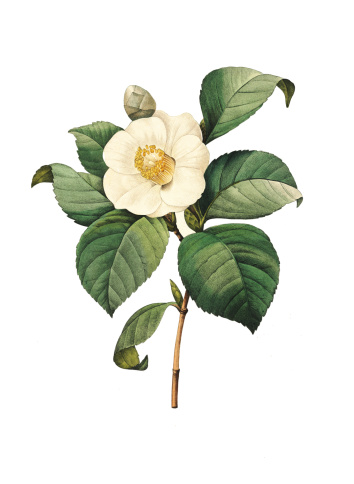 High resolution illustration of a Camellia japonica, or rose of winter, isolated on white background. Engraving by Pierre-Joseph Redoute. Published in Choix Des Plus Belles Fleurs, Paris (1827).
