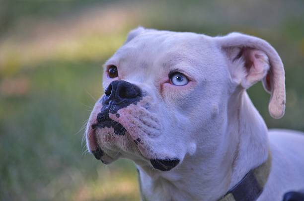 istock Close up of a white boxer dog. 513353545