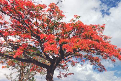 Beautiful blooming Flamboyant tree.