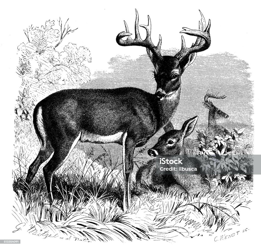Antique illustration of white-tailed deer (Odocoileus virginianus) Old-fashioned stock illustration