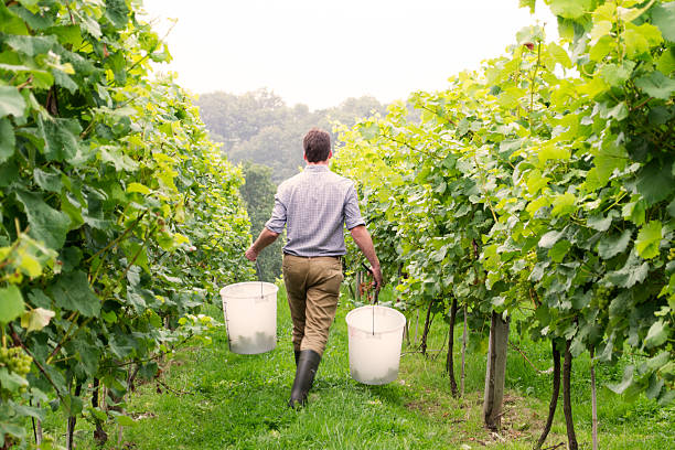 tra le sue creazioni dei produttori di vino - england field autumn season foto e immagini stock