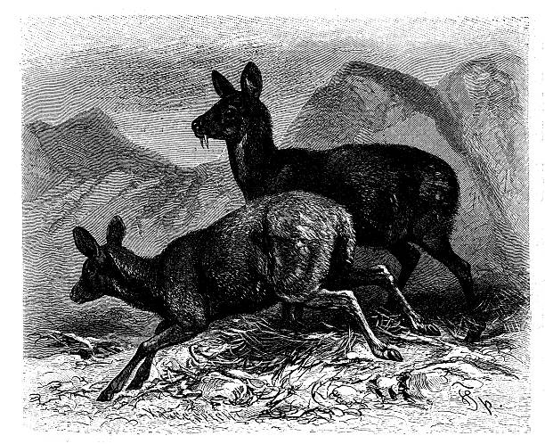 Antique illustration of Siberian musk deer (Moschus moschiferus) Antique illustration of Siberian musk deer (Moschus moschiferus) moschus stock illustrations