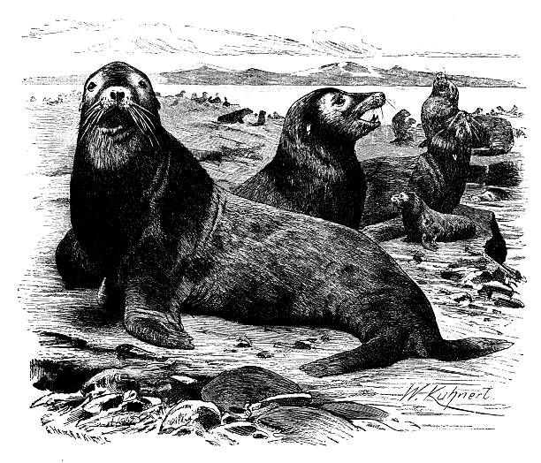 Antique illustration of Steller sea lion (Eumetopias jubatus)