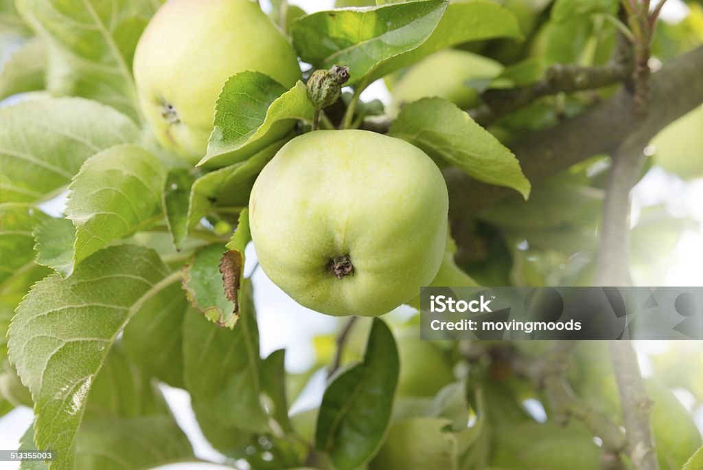 Apfel Natur - Foto de stock de Agricultura royalty-free