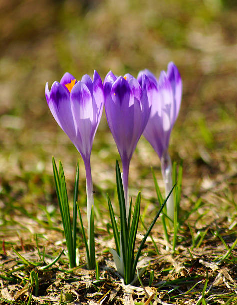 Crocuses in Chocholowska valley, Tatra Mountain, Poland stock photo