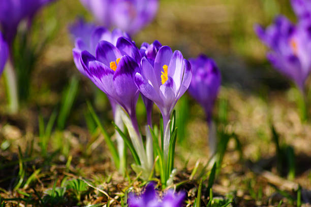 Crocuses in Chocholowska valley, Tatra Mountain, Poland stock photo