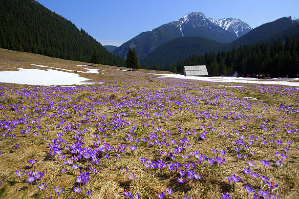 Crocuses in Chocholowska valley, Tatra Mountain, Poland stock photo