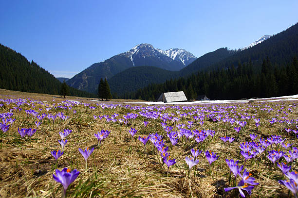 Crocuses in Chocholowska valley, Tatra Mountain, Poland stock photo