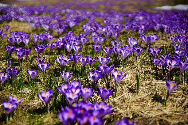 Crocuses in Chocholowska valley, Tatra Mountain, Poland stock photo