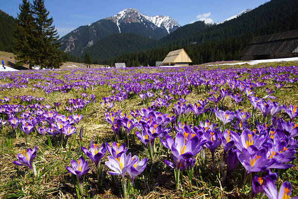 Crocuses in Chocholowska valley, Tatra Mountain, Poland stock photo