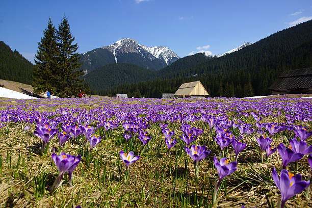 Crocuses in Chocholowska valley, Tatra Mountain, Poland stock photo