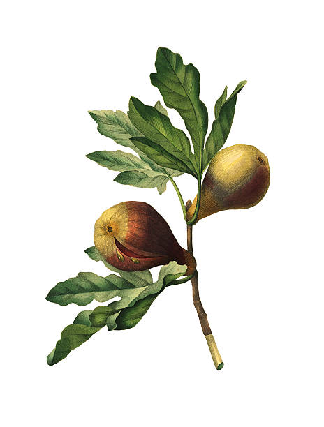 Figs | Redoute Flower Illustrations High resolution illustration of a fig, isolated on white background. Engraving by Pierre-Joseph Redoute. Published in Choix Des Plus Belles Fleurs, Paris (1827). fig tree stock illustrations