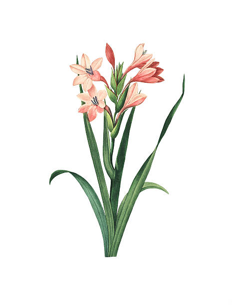 mieczyk laccatus/redoute flower ilustracje - gladiolus flower beauty in nature white background stock illustrations