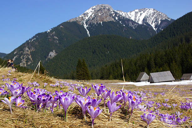 Crocuses in Chocholowska valley, Tatra Mountain, Poland stock photo