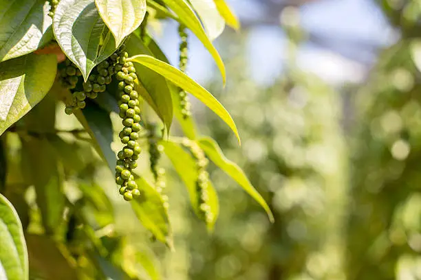 Photo of Fresh green peper on peper tree