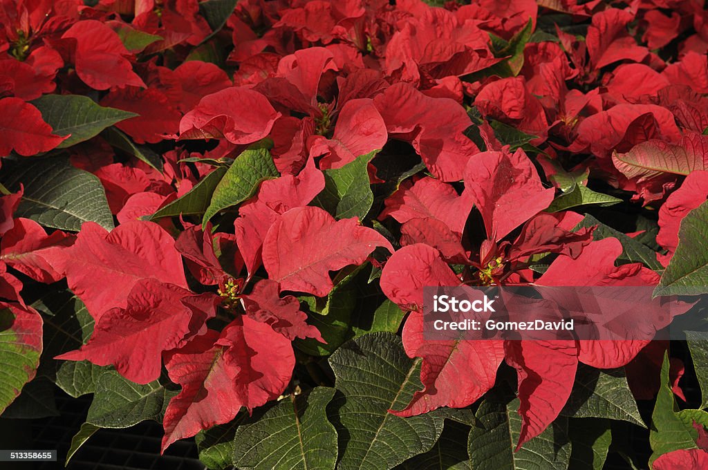 Primer plano de relleno rojo Poinsettias creciente en invernáculo - Foto de stock de California libre de derechos