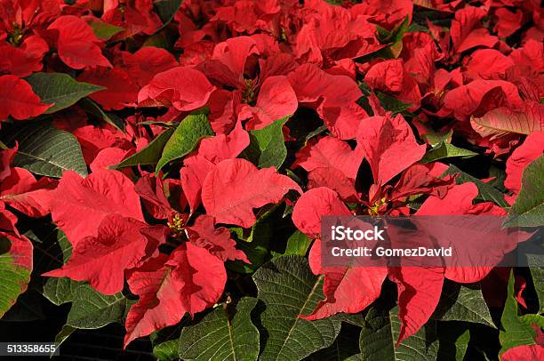 Primer Plano De Relleno Rojo Poinsettias Creciente En Invernáculo Foto de stock y más banco de imágenes de California