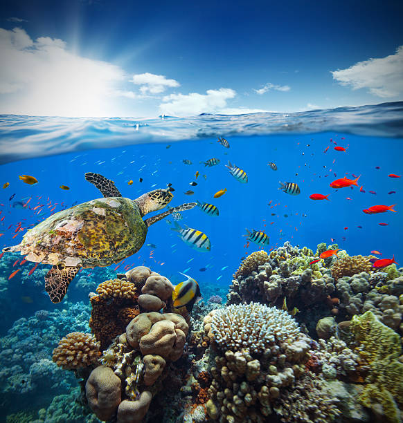 istock Underwater coral reef with horizon and water surface 513363362