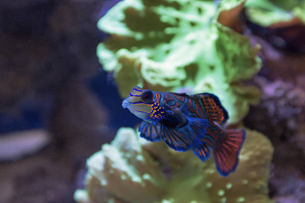 istock Small tropical fish Mandarinfish 513363560