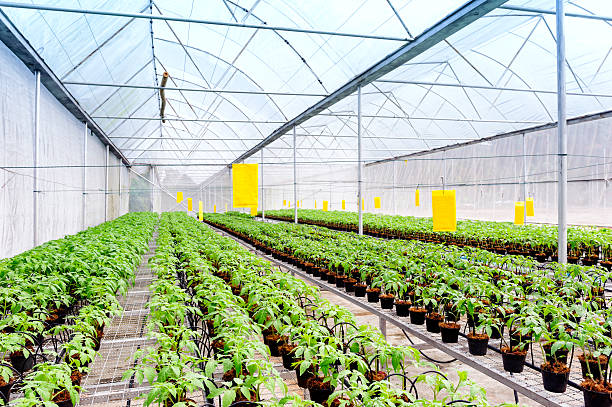 cultura de tomate - greenhouse industry tomato agriculture imagens e fotografias de stock