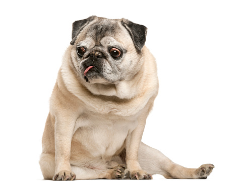 Handicapped Pug sitting in front of white background
