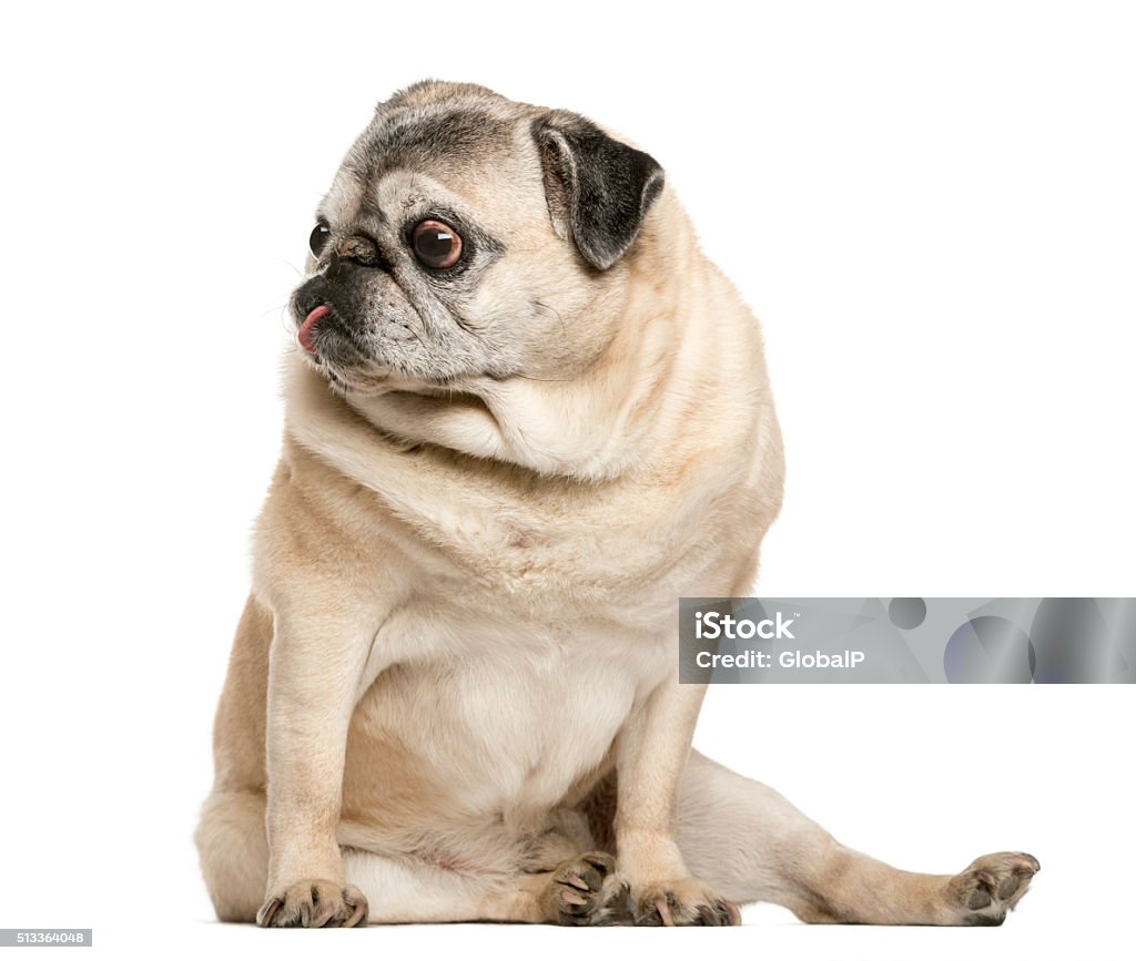 Handicapped Pug sitting in front of white background Alertness Stock Photo