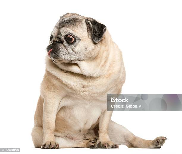 Handicapped Pug Sitting In Front Of White Background Stock Photo - Download Image Now