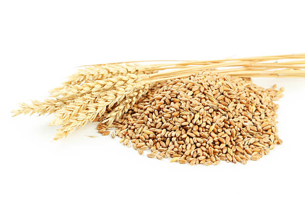istock Ears of wheat and wheat grains isolated on white 513364068